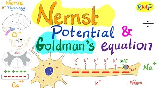 Nernst Potential and Goldmans Equation  Nerve Physiology [upl. by Aray240]