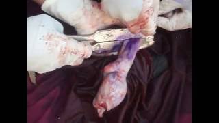 Castration in Horse by Dr Ali Arslan at Remount Depot Sargodha [upl. by Beata]