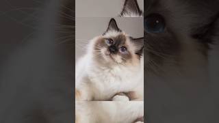 Top 20 Cutest Cat Breeds in the World  short video cat catshorts [upl. by Ahseal424]