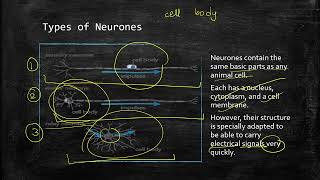 Coordination and Response – The Nervous System  IGCSE Biology [upl. by Tabb]