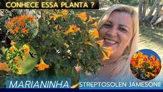 Marianinha um lindo arbusto para seu jardim  Nome científico  Streptosolen jamesonii  tudo sobre [upl. by Ernst]