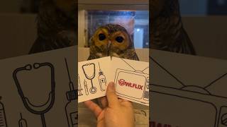 Bermain bersama Bibib🎁🦉 owl funnyvideo cute funny cuteanimals videolucu [upl. by Leafar]