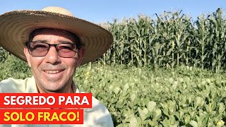 Técnica Milenar Como Produzir Milho Verde em Solos Fracos Barato e Adubado [upl. by Jannel140]