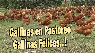 GALLINAS EN PASTOREO GALLINAS FELICES [upl. by Ilegna553]