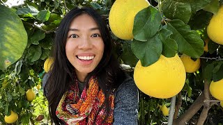 Secrets To Growing Tasty Pomelo Fruits [upl. by Tadd230]