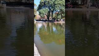 CARPAS KOI en Parque Centenario CABA 20062024 🇦🇷🇦🇷🇦🇷 PESCA peces fishing [upl. by Nylrad]