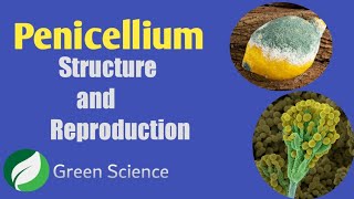 Penicillium General features and Reproduction [upl. by Carolina]