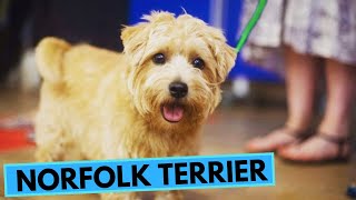 Norfolk Terrier  TOP 10 Interesting Facts [upl. by Leviram]