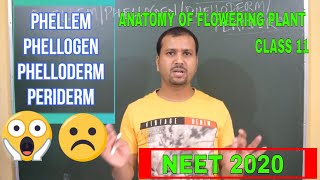 Phellem  Phellogen  Phelloderm  Periderm  Anatomy of Flowering Plants Class 11  Biology  NEET [upl. by Red117]