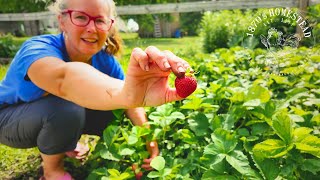 Full Garden TOUR  Early June  Lets Plant More [upl. by Suoivatnod]