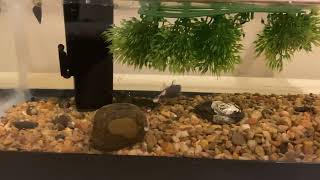 Crayfish and catfish aquarium feeding [upl. by Jer913]