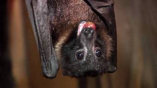 Flying Fox Video UpdatedCincinnati Zoo [upl. by Stock]