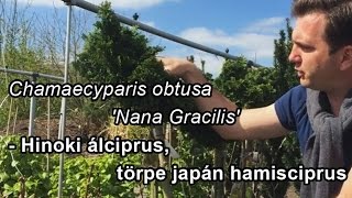 Chamaecyparis obtusa Nana Gracilis  Hinoki álciprus törpe japán hamisciprus [upl. by Hgielram936]