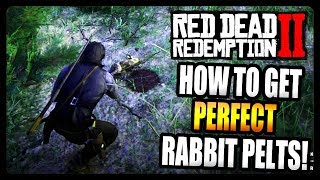 Red Dead Redemption 2 How To Get PERFECT Rabbit Pelts [upl. by Enelav]