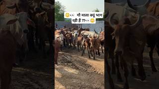 😳👀 गौ माता क्यूं भाग रही हैं 👀😳 youtubeshorts shravanseva cow trending [upl. by Angus54]