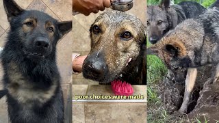 Muddy Dogs Go For A Bath [upl. by Enrico]