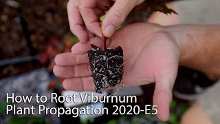 How to Root Viburnum  Plant Propagation 2020Ep5 [upl. by Gnanmos]