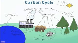 Carbon Cycle Processes [upl. by Simsar]