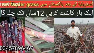 Australian Red Napier grass jo milke proses ko barhat ha agriculture [upl. by Jotham]