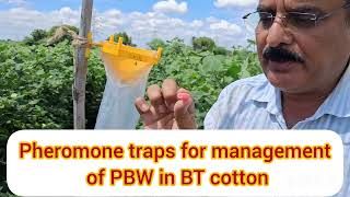 PHEROMONE TRAPS FOR MANAGEMENT OF PINK BOLL WORM9448416132 [upl. by Lissak]