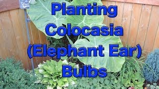 Planting Colocasia Esculenta Bulbs [upl. by Ag]