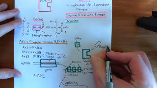 The PI3K  Akt  mTOR Pathway Part 6 [upl. by Culver]