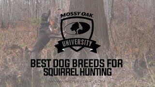 Best Dog Breed For Squirrel Hunting [upl. by Ymereg]