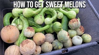 My MelonGrowing Journey to Incredible Sweet amp Fragrant Melons [upl. by Laerol967]