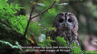 Documentário  Portugal Terra  A Natureza em Portugal HD [upl. by Bonita826]