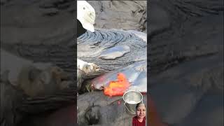 Collecting Lava lava satisfying nature facts viralvideo [upl. by Hluchy131]