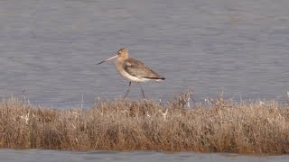 Pittima reale  Blacktailed Godwit Limosa limosa [upl. by Gnivri299]