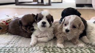 Our Shichon Puppies at 3 weeks StonyRidge Puppy Winter Litters [upl. by Krishna]