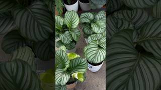 Buying a Calathea Orbifolia for the first time in 2 years Can I keep it alive plantshopping [upl. by Suicul]