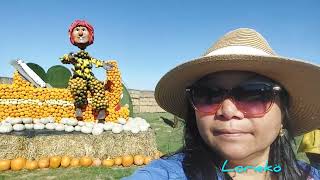 Amazing Pumpkin Show  Festival in Krewelshof Mechernich Germany 2023 [upl. by Atsuj360]