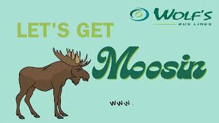 Moose Adventure in Maine [upl. by Irrol]