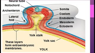 Development in chick embryocleavage morula blastula Gastrula notochord formation Neurulation [upl. by Robbins620]