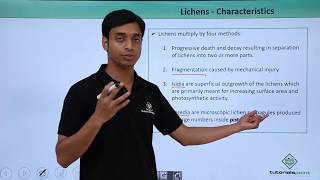 Class 11th – Lichens – Characteristics  Biological Classification  Tutorials Point [upl. by Naerda]