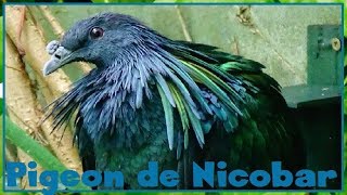 Caloenas nicobarica  Linnaeus 1758  Columbidae  Pigeon de Nicobar  082017 [upl. by Basso]