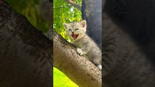 cute meowing tabby kitten stuck in tree rescue kitty help adorable kitten video funny cat moments ca [upl. by Adnawak]