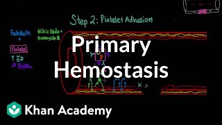 Primary hemostasis  Advanced hematologic system physiology  Health amp Medicine  Khan Academy [upl. by Netty]