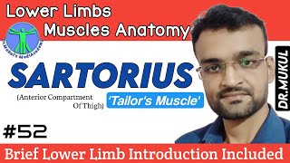 SartoriusLower Limb IntroductionLower Limb Muscle AnatomyPart 52In Hindi [upl. by Beberg50]