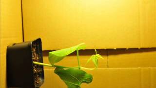 Gravitropism  Phototropism time lapse  Zeitraffer [upl. by Eniamurt]