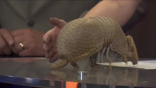 Meet Bandy ZooMontanas Three Banded Armadillo [upl. by Nileuqay]