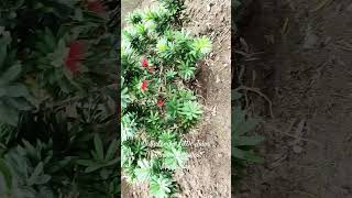 Callistemon Little John Rincebouteilles Myrtaceaeplants plantslover africa [upl. by Bixler]