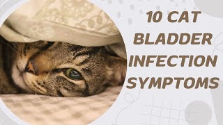 10 Cat Bladder Infection Symptoms [upl. by Ymij]