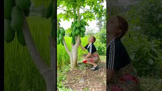 รถน้ำดกมากมะละกอ🤣 Give papaya juice Papayas are very plentiful haha funny shorts มะละกอ [upl. by Anastos]