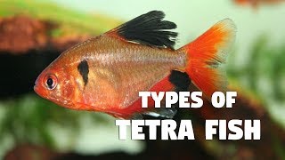 Types of Tetra Fish [upl. by Ileek177]