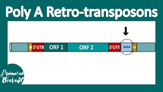 Poly A retrotransposon  LINE and SINEs [upl. by Notyarb172]