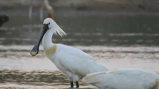 Eurasian Spoonbill [upl. by Phaidra]