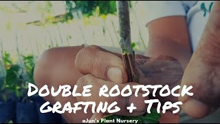 Double rootstock grafting on Lanzones plus TIPS [upl. by Attezi]